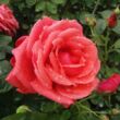 Kép 1/3 - Rosa 'Allégresse™' - vörös - teahibrid rózsa