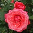 Kép 2/3 - Rosa 'Allégresse™' - vörös - teahibrid rózsa