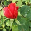 Kép 3/3 - Rosa 'Allégresse™' - vörös - teahibrid rózsa