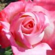 Kép 1/3 - Rosa 'Altesse™ 75' - fehér - rózsaszín - teahibrid rózsa