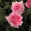 Rosa 'Altesse™ 75' - fehér - rózsaszín - teahibrid rózsa