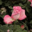 Kép 3/3 - Rosa 'Altesse™ 75' - fehér - rózsaszín - teahibrid rózsa