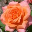 Kép 1/3 - Rosa 'Ambassador™' - narancssárga - teahibrid rózsa