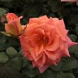 Kép 2/3 - Rosa 'Ambassador™' - narancssárga - teahibrid rózsa