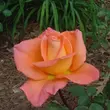 Kép 3/3 - Rosa 'Ambassador™' - narancssárga - teahibrid rózsa