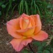Kép 3/3 - Rosa 'Ambassador™' - narancssárga - teahibrid rózsa