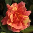 Kép 1/3 - Rosa 'Ambossfunken™' - vörös - sárga - teahibrid rózsa