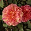 Rosa 'Ambossfunken™' - vörös - sárga - teahibrid rózsa