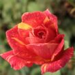 Rosa 'Ambossfunken™' - vörös - sárga - teahibrid rózsa