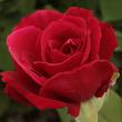 Kép 2/3 - Rosa 'American Home™' - vörös - teahibrid rózsa