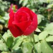 Rosa 'American Home™' - vörös - teahibrid rózsa