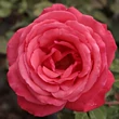 Kép 2/3 - Rosa 'Amica™' - vörös - teahibrid rózsa