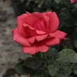 Kép 3/3 - Rosa 'Amica™' - vörös - teahibrid rózsa