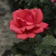 Rosa 'Amica™' - vörös - teahibrid rózsa
