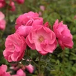 Kép 2/3 - Rosa 'Angela®' - rózsaszín - parkrózsa