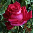 Kép 1/3 - Rosa 'Anne Marie Trechslin™' - rózsaszín - teahibrid rózsa
