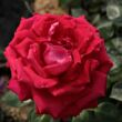 Kép 2/3 - Rosa 'Anne Marie Trechslin™' - rózsaszín - teahibrid rózsa