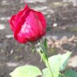 Rosa 'Anne Marie Trechslin™' - rózsaszín - teahibrid rózsa