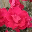 Kép 2/3 - Rosa 'Anne Poulsen®' - vörös - virágágyi floribunda rózsa