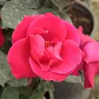 Kép 3/3 - Rosa 'Anne Poulsen®' - vörös - virágágyi floribunda rózsa