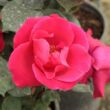 Rosa 'Anne Poulsen®' - vörös - virágágyi floribunda rózsa