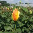 Kép 3/3 - Rosa 'Apache' - sárga - parkrózsa