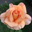 Kép 1/3 - Rosa 'Apricot Silk' - narancssárga - teahibrid rózsa