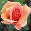 Kép 2/3 - Rosa 'Apricot Silk' - narancssárga - teahibrid rózsa