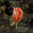 Kép 3/3 - Rosa 'Apricot Silk' - narancssárga - teahibrid rózsa