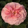 Kép 1/3 - Rosa 'Árpád-házi Prágai Szent Ágnes' - rózsaszín - virágágyi floribunda rózsa