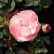 Kép 2/3 - Rosa 'Árpád-házi Prágai Szent Ágnes' - rózsaszín - virágágyi floribunda rózsa
