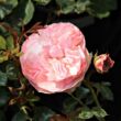 Rosa 'Árpád-házi Prágai Szent Ágnes' - rózsaszín - virágágyi floribunda rózsa