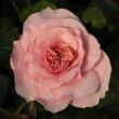 Kép 3/3 - Rosa 'Árpád-házi Prágai Szent Ágnes' - rózsaszín - virágágyi floribunda rózsa