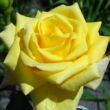 Kép 1/3 - Rosa 'Arthur Bell' - sárga - virágágyi floribunda rózsa