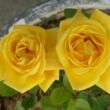 Rosa 'Arthur Bell' - sárga - virágágyi floribunda rózsa