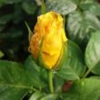 Rosa 'Arthur Bell' - sárga - virágágyi floribunda rózsa