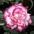 Kép 1/3 - Rosa 'Atlas™' - fehér - rózsaszín - teahibrid rózsa