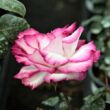 Kép 2/3 - Rosa 'Atlas™' - fehér - rózsaszín - teahibrid rózsa