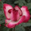 Rosa 'Atlas™' - fehér - rózsaszín - teahibrid rózsa