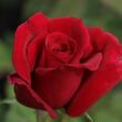 Rosa 'Avon™' - vörös - teahibrid rózsa