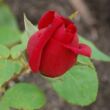 Rosa 'Avon™' - vörös - teahibrid rózsa
