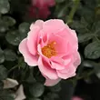 Kép 1/3 - Rosa 'Baby Blanket®' - rózsaszín - virágágyi floribunda rózsa