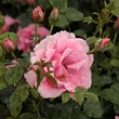 Kép 3/3 - Rosa 'Baby Blanket®' - rózsaszín - virágágyi floribunda rózsa
