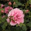 Rosa 'Baby Blanket®' - rózsaszín - virágágyi floribunda rózsa
