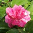 Kép 1/3 - Rosa 'Bajor Gizi' - rózsaszín - törpe - mini rózsa
