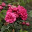 Rosa 'Bajor Gizi' - rózsaszín - törpe - mini rózsa