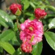 Kép 3/3 - Rosa 'Bajor Gizi' - rózsaszín - törpe - mini rózsa