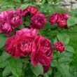 Kép 2/3 - Rosa 'Baron Girod de l'Ain' - vörös - fehér - történelmi - perpetual hibrid rózsa