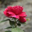 Kép 3/3 - Rosa 'Baron Girod de l'Ain' - vörös - fehér - történelmi - perpetual hibrid rózsa