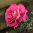 Kép 1/3 - Rosa 'Baronne E. de Rothschild' - rózsaszín - teahibrid rózsa